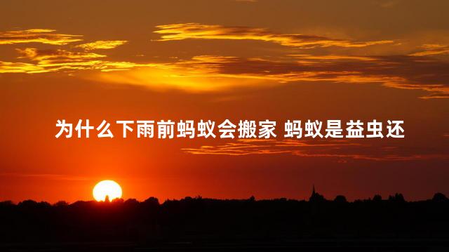 为什么下雨前蚂蚁会搬家 蚂蚁是益虫还是害虫